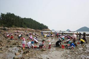 보길면 여항마을로 바지락 캐러 오세요!