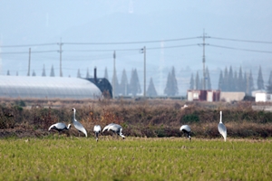 주남저수지, 가을 진객 재두루미 시즌 돌아오다