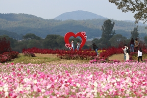 가을 빛깔로 단장한 부여, 꽃들의 전쟁 펼쳐진다