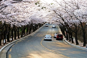 대구시 도심, 드라이브로 즐기는 벚꽃여행, 코로나19 날리자.