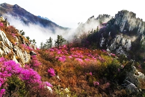 전남도, 4월 명품숲에 강진 주작산 철쭉숲