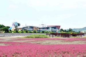 무안갯벌에 핀 이른 단풍·칠면초 군락 ‘절정’ 