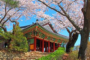 호수와 바다, 새봄의 향기 가득한 ‘경포 벚꽃 축제’