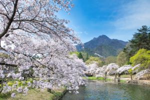 낭만의 벚꽃길, 경북의 23개 벚꽃 명소가 뜬다! 