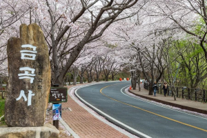 벚꽃의 향연! 제6회 강진금곡사 벚꽃삼십리길축제 개최