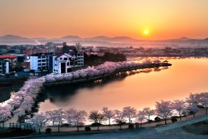 벚꽃 즐기러 영천으로 꽃9(구)경 오세요!