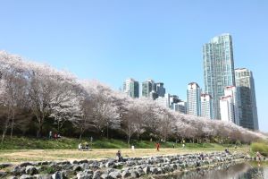 “그대여~우리 같이 꽃길 걸어요!” 강남구, 벚꽃 축제 