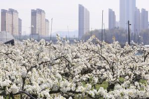 봄 단비 머금은 배꽃 절정 … 나주시, 8~9일 배꽃 대향연 