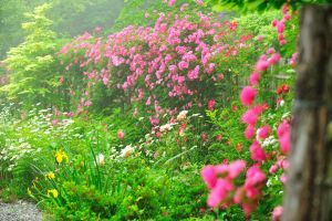 소담스런 꽃 만발 전남 정원·수목원서 추억 만드세요