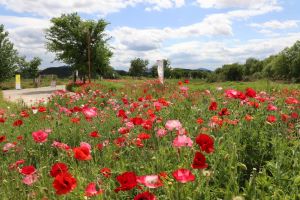 꽃과 강이 있는 그곳, 초동연가길을 걸어볼까