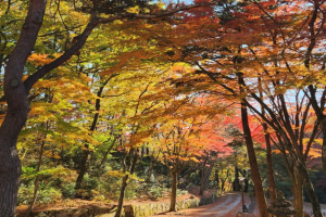 전남도, 단풍철 가족과 함께 전남 숲길서 힐링하세요 