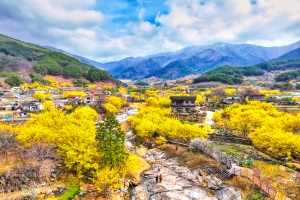 구례군, 노란 봄의 전령사인 산수유꽃, 구례산수유꽃축제 개최 