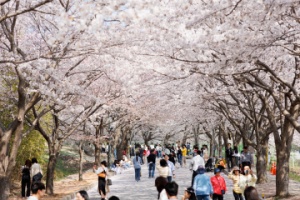 ‘설레나, 봄’ 제2회 고창 벚꽃 축제 3월29일부터 열린다..