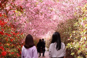 강진군, ‘이 봄, 200만 그루의 서부해당화가 활짝 핀 강진으로 오세요