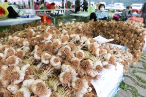 단양군, 맛과 향이 뛰어나요! 제18회 단양마늘축제 ‘팡파르’ 