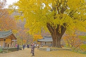 가을맞이 슬기로운 단풍 여행…“경주 명소 9곳으로 오세요”