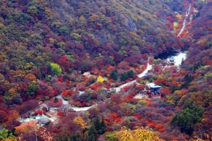 정읍 구절초정원·내장산, 열린관광지 사업 선정 