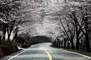 하동군,  봄을 여는 화개장터 벚꽃축제 3.28(금)~3.30(일) 개최(산불로 전면 취소) 