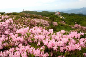 단양 소백산, 철쭉 물결 시작… 5월 산행객 발길 재촉