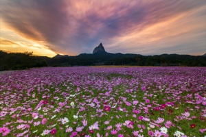 진안고원 마이산 가을꽃 만개, 마이산 가을꽃 축제 개최