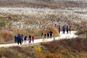 충주시, 가을빛으로 물든 비내섬, 비내섬 축제 18~19일 개최