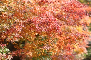 보령군, 알록달록 가을빛 축제, 가을을 풍성하게 물들인다