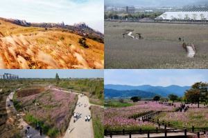  전남도, 억새·갈대·코스모스 명소 10월의 관광지로 추천