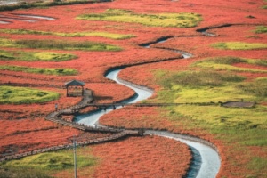 신안군, 제2회 보물섬 함초축제, 슬로시티 증도에서 개최