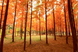 세계가 사랑한 단풍 명소...오색단풍의 정점, 남이섬… 