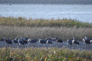 흑두루미가 먼저 찾는 순천여행, 흑두루미 탐조여행 본격 시작
