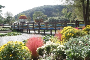 태안의 가을 정취, 태안 국화축제 10월 31일 개막