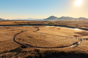 순천시, 황금빛 갈대의 향연, 제26회 순천만 갈대축제 개최