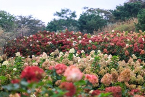  합천군 목수국 정원, 새 관광 자원으로 급부상