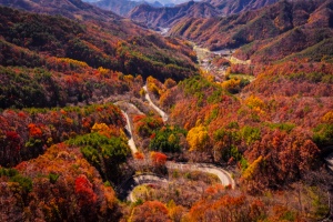 영동의 대표 관광명소 도마령, 만추의 정취로 짙게 물들어...