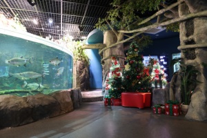 단양군, 올해 크리스마스는 다누리아쿠아리움에서 특별하게!
