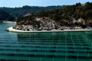 초록빛 바다목장 ‘장흥 매생이 양식장’ 사진명소로 각광