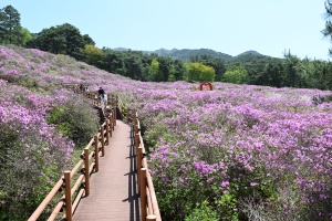 남원시, 봄이 오면, 남원이 꽃길이 된다, 계절 릴레이 꽃 명소 
