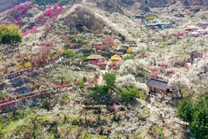 광양매화축제, 매화 향기 속 전통과 현대의 만남, 13일 개막