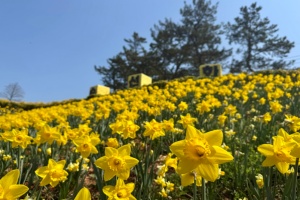 신안군 선도, ‘바다와 봄을 잇는 노란 물결’  ‘2026 섬 수선화 축제’ 개최