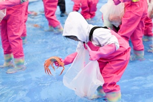 영덕군, 대게 맛과 즐거움, 영덕대게축제 26일 개막