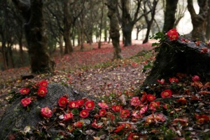강진군, 천년고찰 백련사 동백축제 27~29일 개최