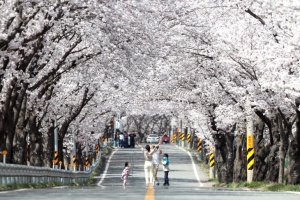 함양군, 제24회 함양 백운산 벚꽃축제 4월 4~5일 개최 