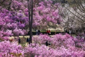 부천시,  부천 페스타 봄꽃여행 28일 개막
