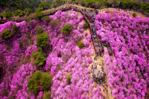 강화군, 고려산 진달래 꽃구경 행사 4월 11일~19일 개최