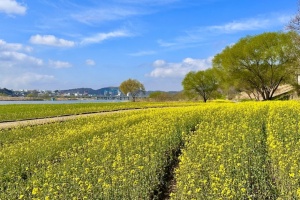 노란 봄빛 물든 유채꽃 향연 ‘2026 나주방문의 해’ 관광객 맞이