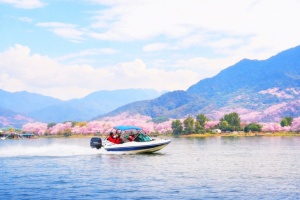 벚꽃 절정 남이섬, 봄 액티비티·수상 레저 시즌 개막