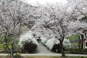 보령시, 순백의 꽃길, 보령무궁화수목원 봄 명소 각광 