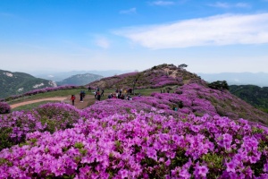 합천시,  진분홍빛 장관, 황매산 철쭉제 5월1일~ 10일 개최