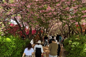 전주시 완산공원 꽃동산, 봄꽃 절정, 봄나들이 명소 각광