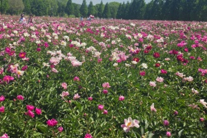 합천군 핫들생태공원 작약꽃 장관, 황강변 물들이다